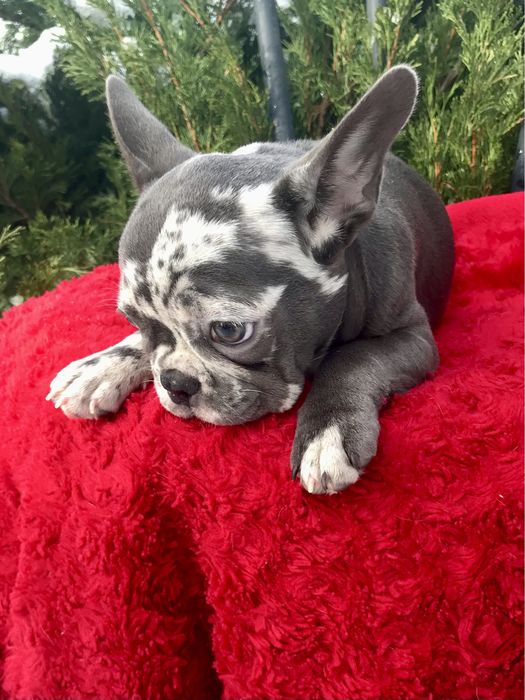 Французська дівчинка блакитне  мерле. Торгуємся!