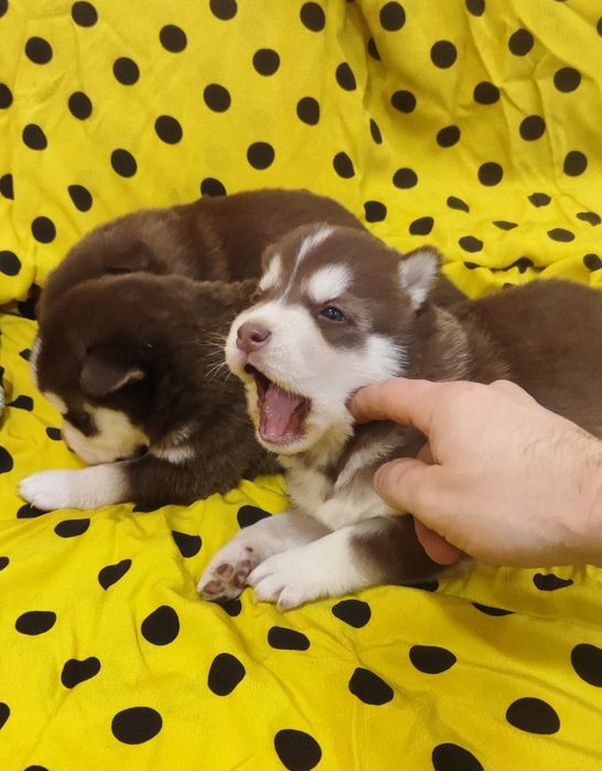 Малыши растут шикарные