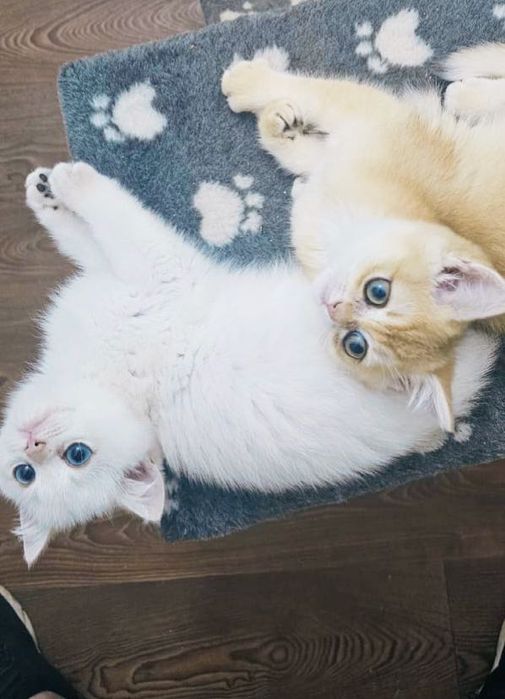 Британскі котенята