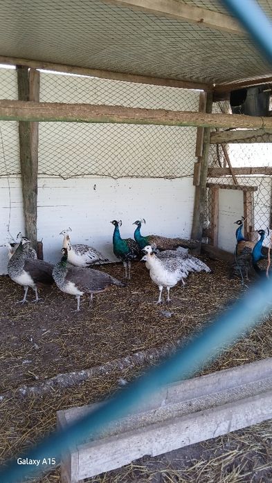Várias raças de pavões