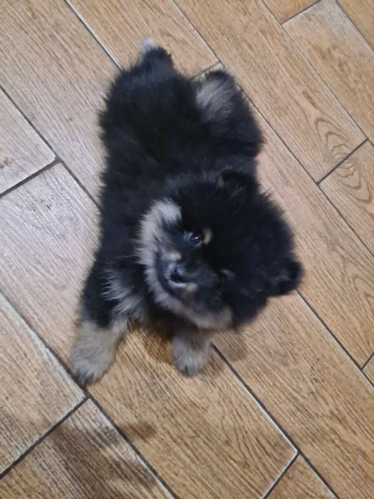 Продам померанських шпіців