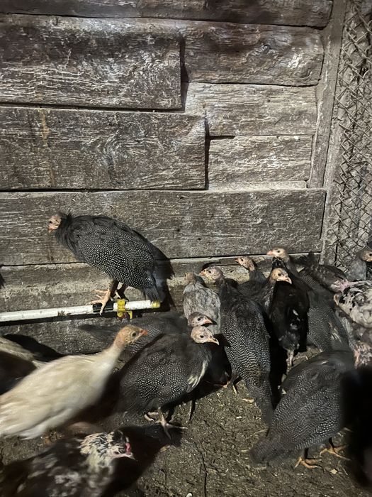 Цесарки підрощі