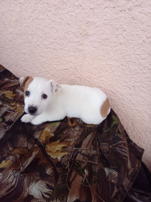 Продається чистокровна дівчинка Джек Рассел Тер'єр