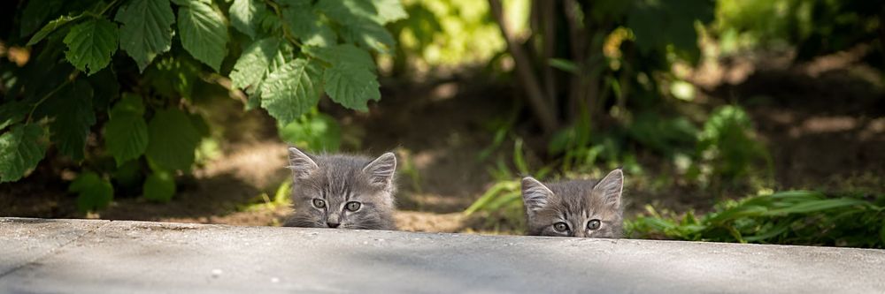2 кошенят (хлопці) (безкоштовно)