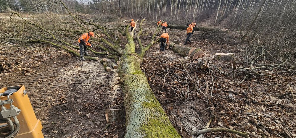 wycinka drzew zieleń nasadzenia  roboty ziemne koparka wywrotka