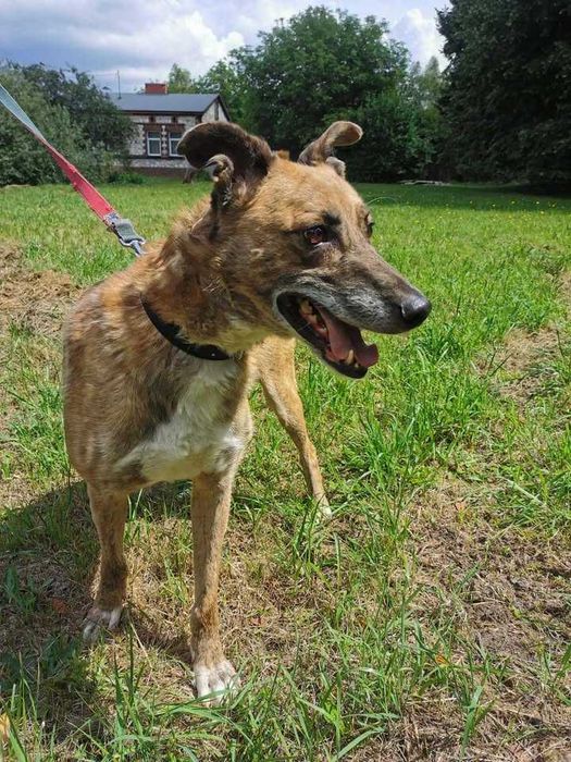 Muscari czeka na dom...