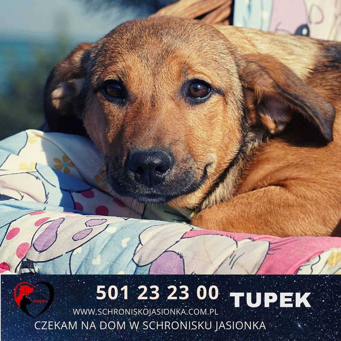 Tupek szuka domu -schronisko Jasionka -aktualne