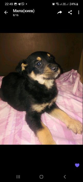 Отдам в добрые руки