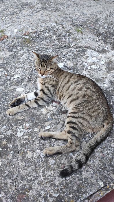 Чудовий котик шукає свій дім! Не дайте загинути дитині!