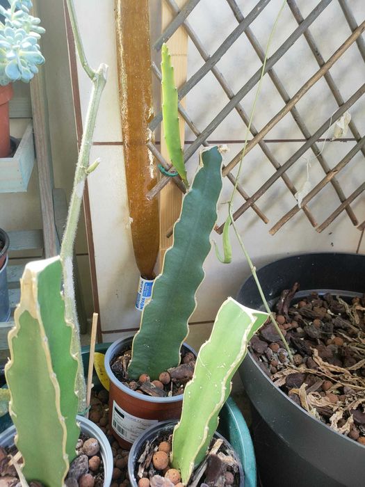 Mudas / Estacas de Cacto Pitaya / Dragon Fruit