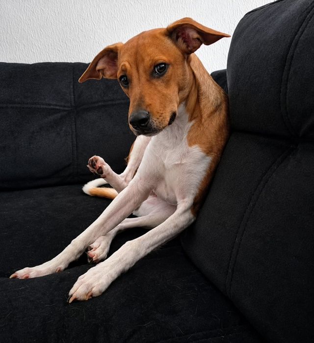 Marley para adoção responsável