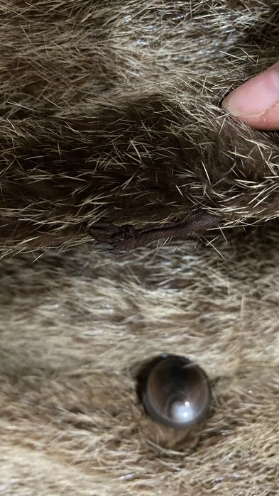 Ciepłe naturalne futro brązowe lubelskie zakłady futrzarskie