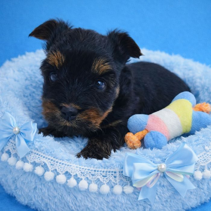 Prześliczny, maleńki York - Mega Cudo - Nie wybarwi się ! Rodowód Chip