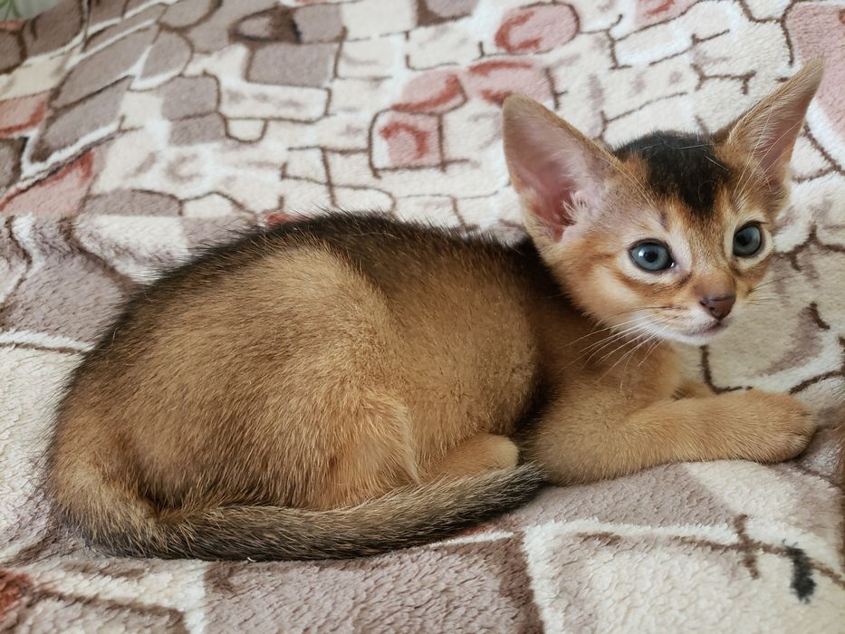 Абиссинские котята, мальчик и девочки. Разный окрас с документами.