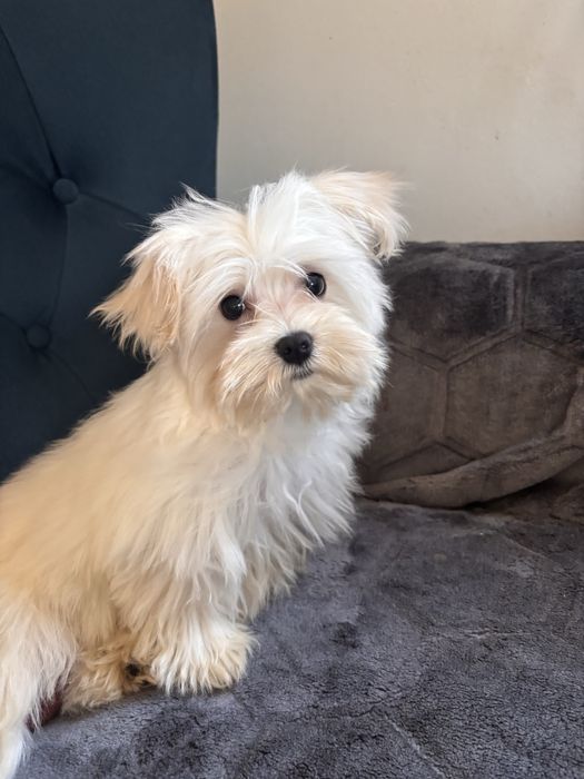 Maltańczyk szczeniak chłopiec