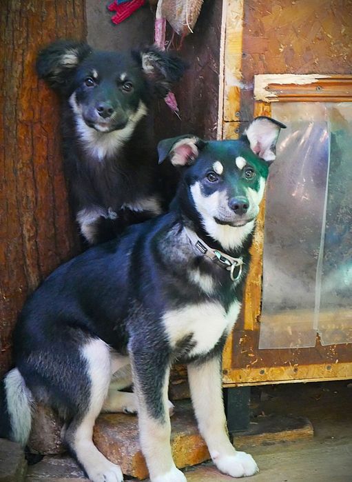 Цуценята в добрі руки!