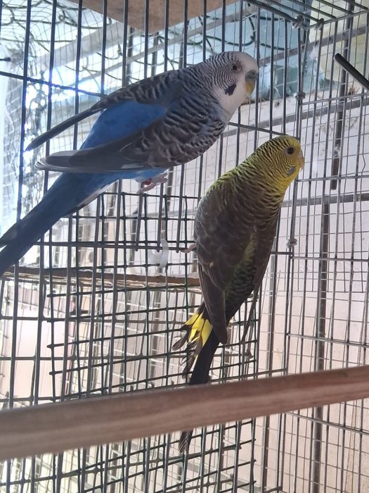 Lote de aves exóticas