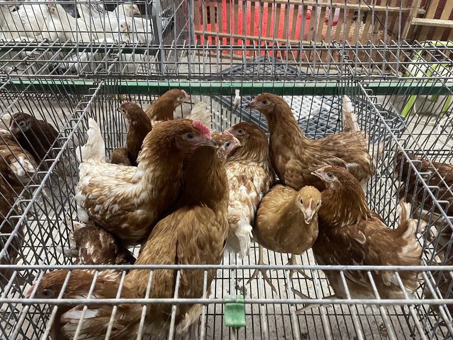 Frangas poedeiras
