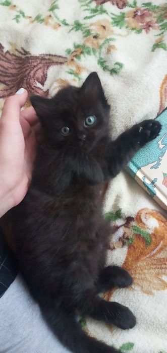 Ласкаві кошенята