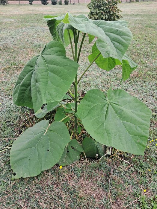 Paulownia puszysta, drzewko szczęścia - drzewka