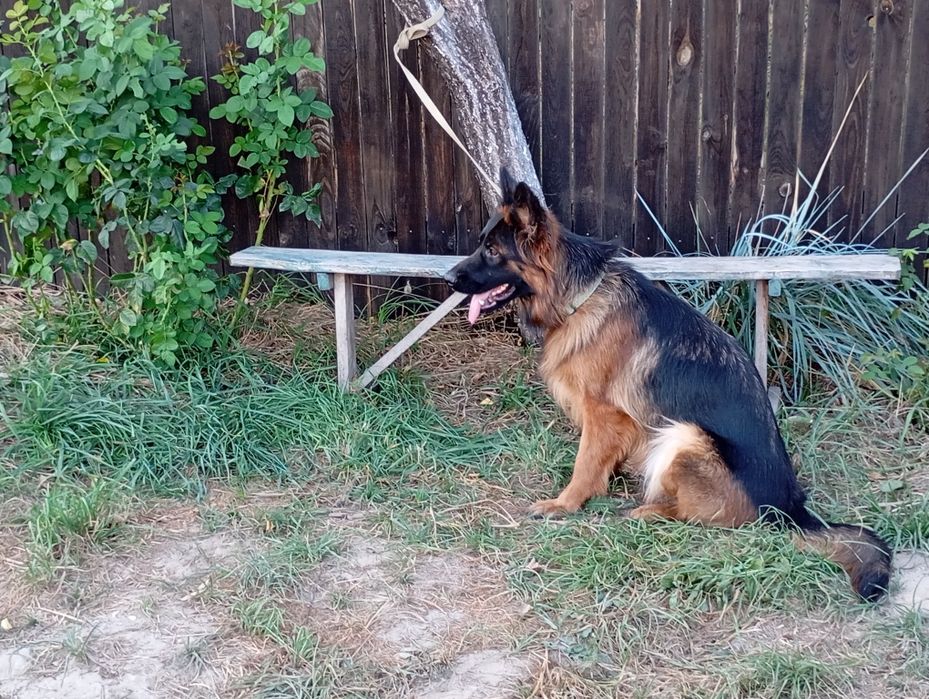 Німецька вівчарка довгошерста