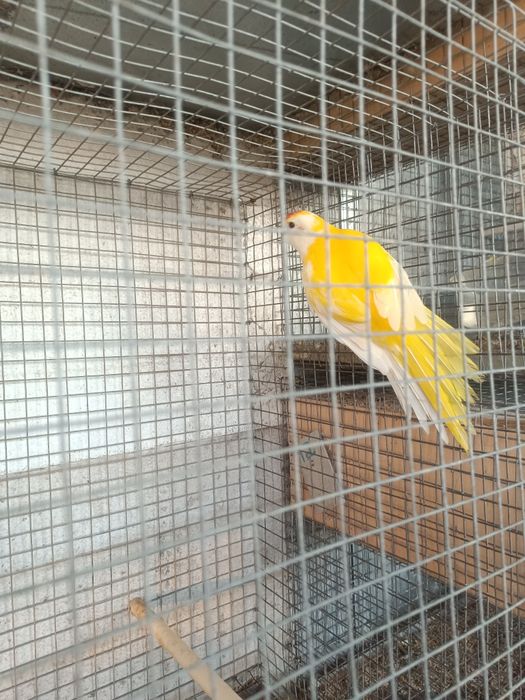 Kakarikis para ceder