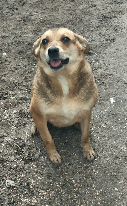 Прилаштовується у добрі ручки Шелті