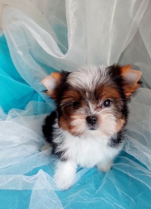 Мини и стандарт детки  бивер йорк  до 2 кг