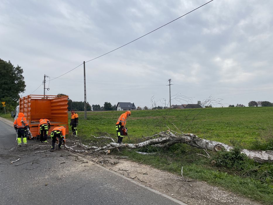 Wycinka drzew oraz mielenie gałezi