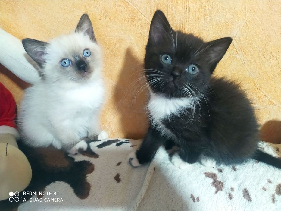 Продаються гарні кицьки. Балінез(мама), британець(тато).
