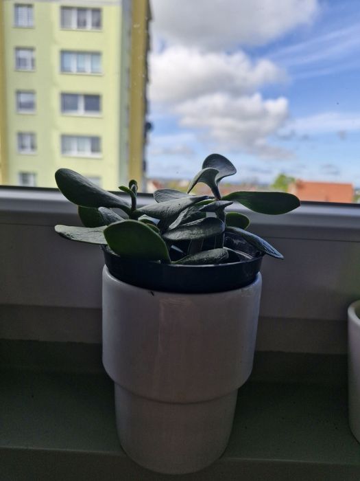 Kwiaty aloes,juka,skrzydłokwiat i inne