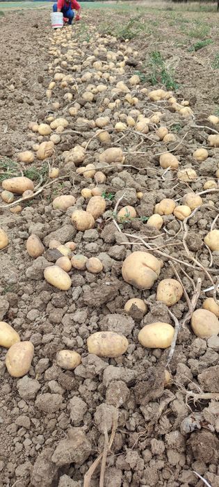Sprzedam ziemniaki Denar i Soraya