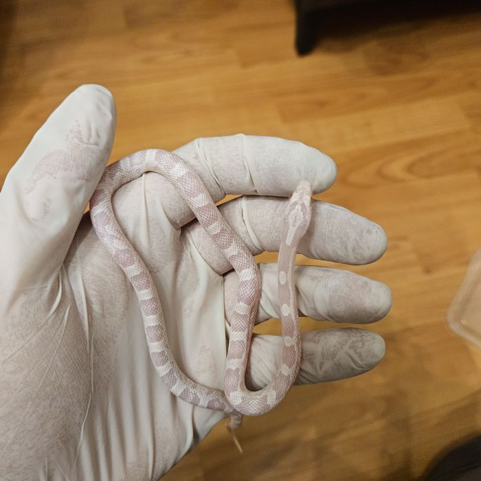 Wąż zbożowy młode