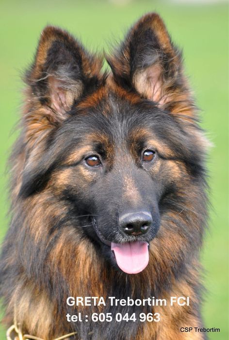 Owczarek Niemiecki Długowłosy suka hodowlana FCI