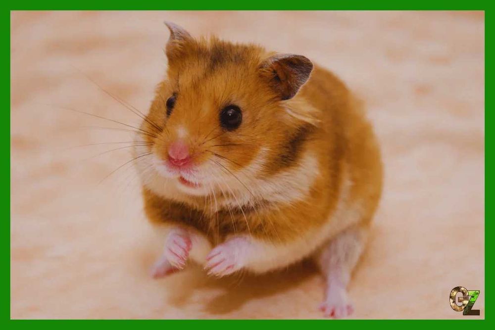 chomik syryjski pilne