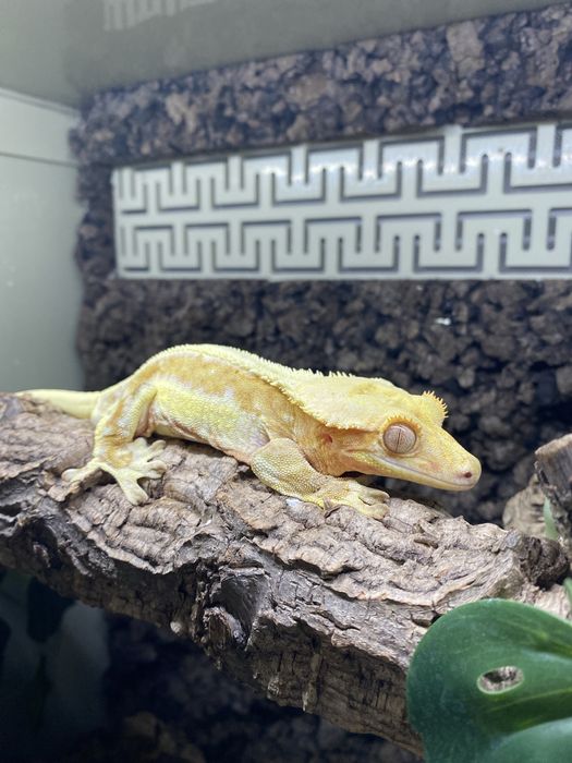 Gekon orzęsiony Lilly White Pinstripe - samiec