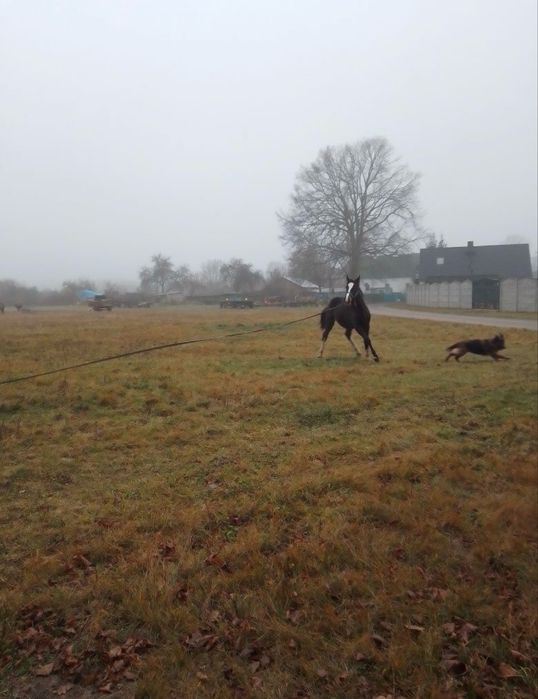 Sprzedam Klacz Śląską i ogiera Halfingera