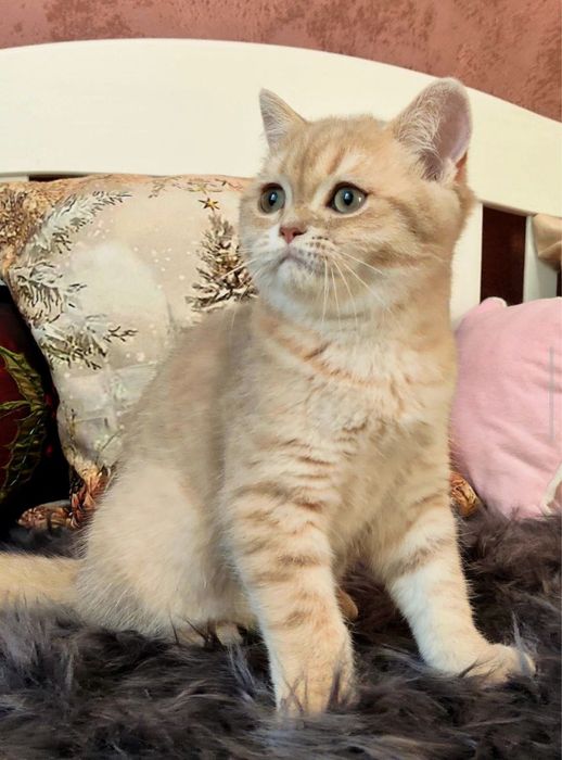 Продам грайливих кошенят