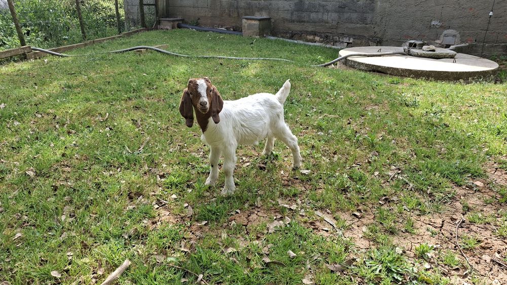 Cabrito macho boer