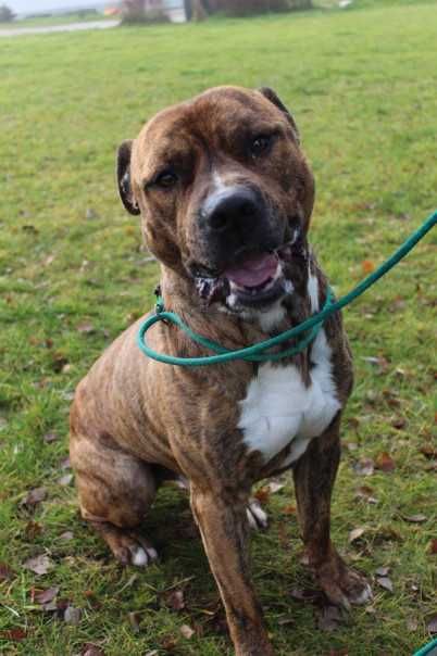 513315 Ares do adopcji