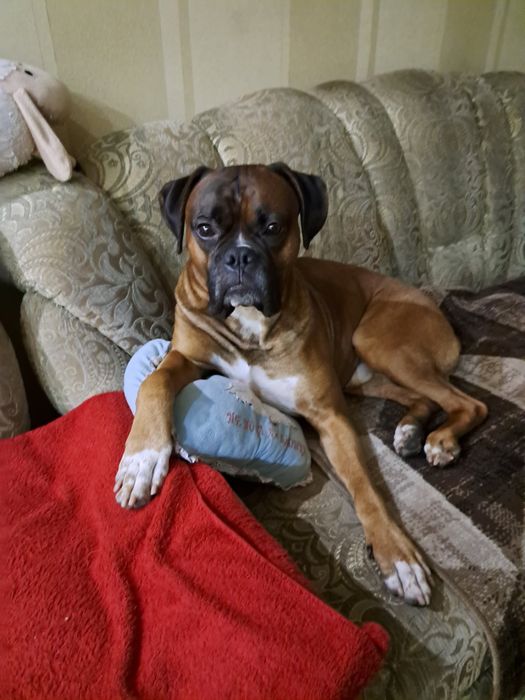 Вязка кобель боксер