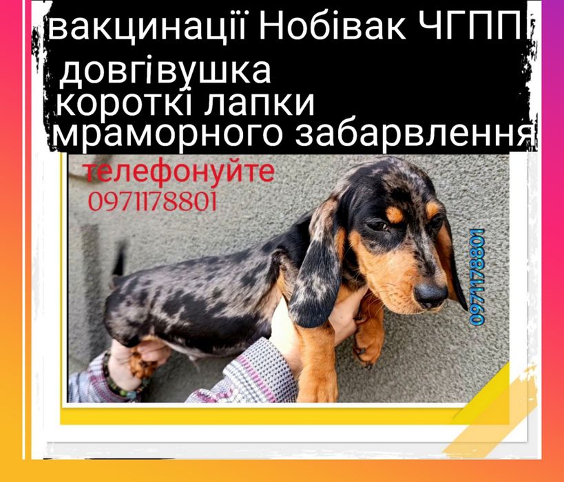 Мраморний хлопчик, міні - такса, біля слухавки