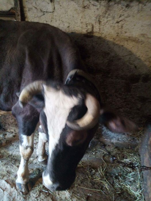 Продаж.    Корів