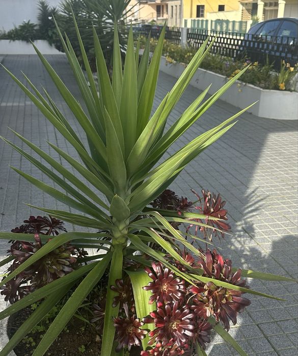 Plantas iucas para jardins ou para vasos