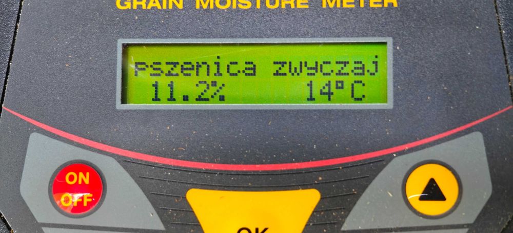 Pszenica paszowa workowana luzem big bag