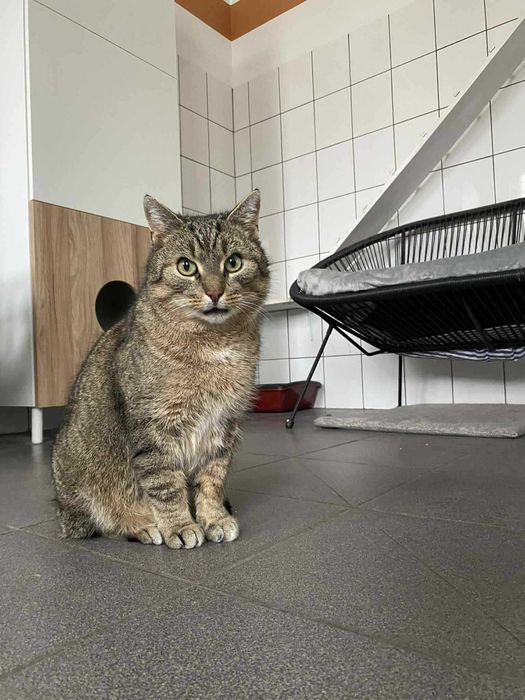 Bruno i Kacperek dwa kocurki adopcja wspólny dom schronisko