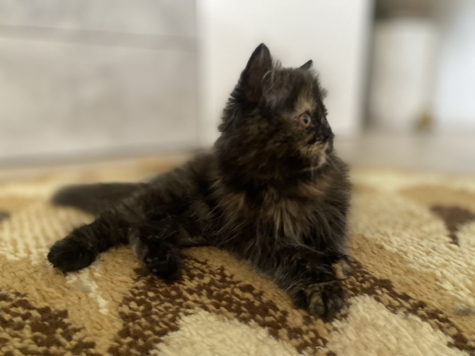 Gatinha persa tartaruga