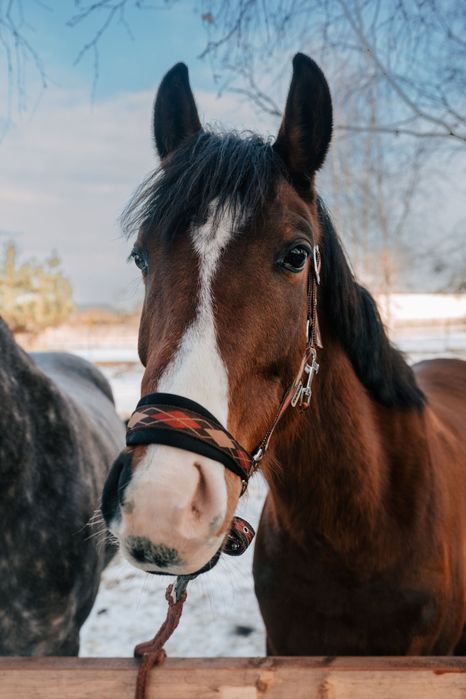 Na sprzedaż klacz wielkopolska, 5 lat