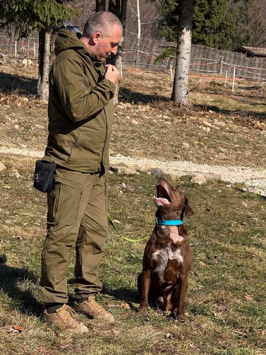Грант, курцхаар, шукає дім