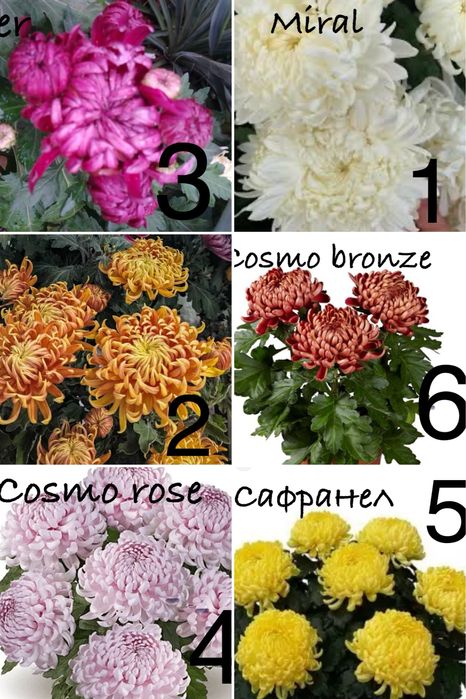 Великоквіткові низькорослі хризантеми